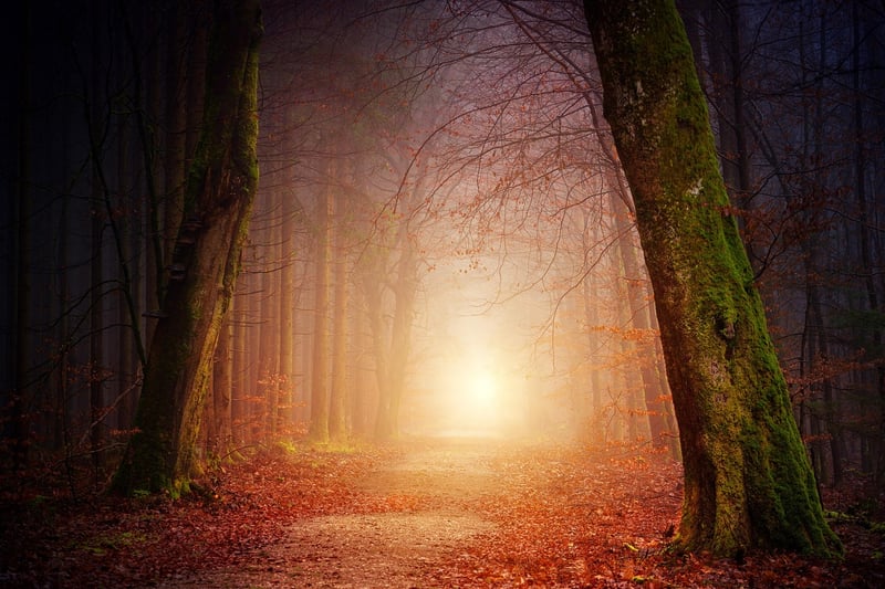Forest Sunlight