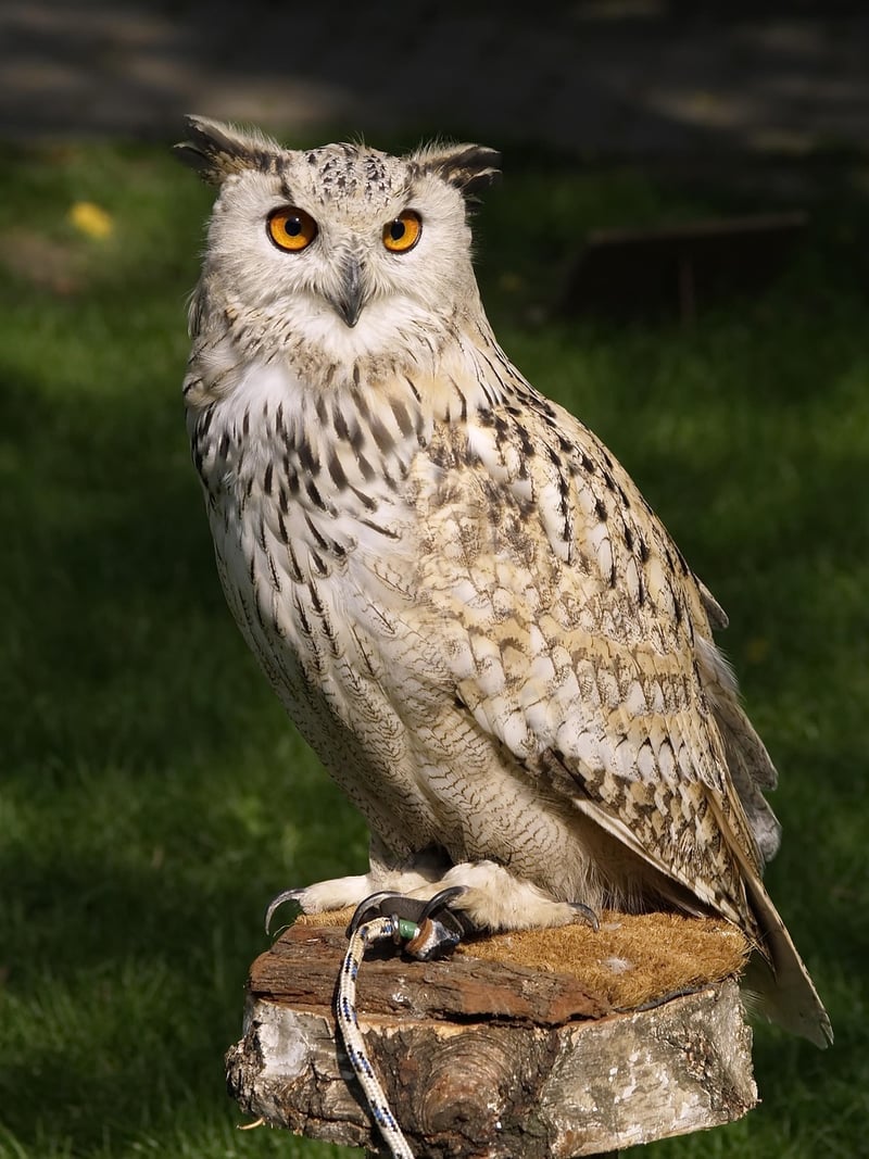 Eastern Screech Owl